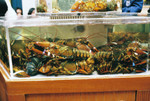 jacon 43 lobsters